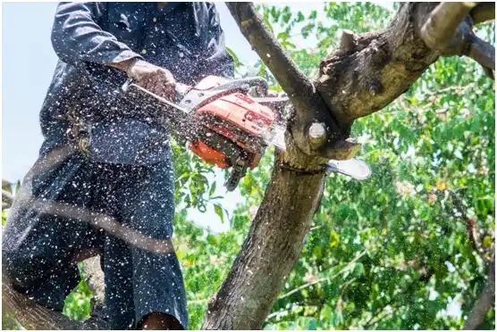 tree services Balmorhea